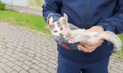 Bursa’da İtfaiye Ekiplerinin Kedi Kurtarma Operasyonu Kamerada