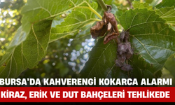 Bursa’da Kahverengi Kokarca Alarmı: Kiraz, Erik ve Dut Bahçeleri Tehlikede