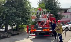 Bursa’da Kediler Ağaçta Mahsur Kaldı, İtfaiye Ekipleri Seferber Oldu