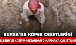Bursa’da Köpek Cesetlerini Elleriy­le Kazıyıp Mezardan Çıkarmaya Çalıştılar