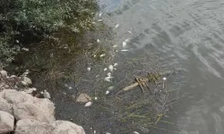 İnegöl Boğazköy Barajında Balık Ölümleri Yeniden Başladı