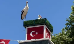 İznik’te Can ve Canan Leylek Yuvalarına Döndü