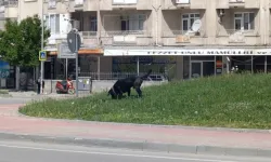 İnegöl’de Başıboş Cane Corso Cinsi Köpek Korkuya Neden Oldu