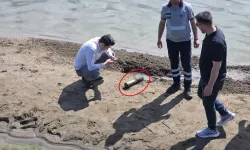 İznik Gölü'nde İkinci Dünya Savaşı Kalıntısı: Bir Top Mermisi Daha Bulundu