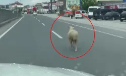Firarlar Başladı! Henüz Zamanı Gelmemişti...