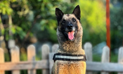 Kahraman köpek 'Bob' öldü!