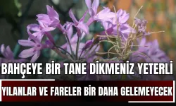Bahçeye Bir Tane Dikmeniz Yeterli: Yılanlar ve Fareler Sonsuza Kadar Uzak Duracak!