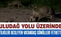 Uludağ Yolu Üzerinde Tilkileri Besleyen Vatandaş Gönülleri Fethetti