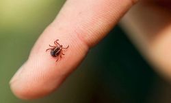 Yaz geldi, kene tehlikesi kapıda! Hangi bölgelerde risk yüksek, nelere dikkat etmeliyiz?