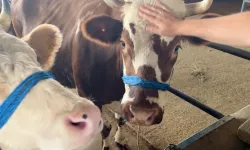 Kesim yapılırken hijyen kurallarına dikkat edilmeli!