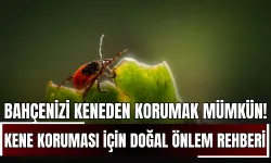 Bahçenizi Keneden Korumak Mümkün! Uzmanlardan Kene Koruması İçin Bitki, İlaç ve Doğal Önlem Rehberi