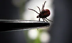 Keneden Nasıl Korunmalıyız ve Isırmalarından Sonra Hangi Adımlar Atılmalı? Doğru Bilinen Yanlışlar Nelerdir?