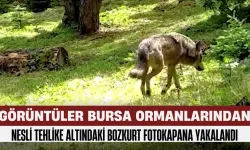 Bursa Ormanlarında Nesli Tehlike Altındaki Bozkurt Fotokapana Yakalandı