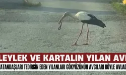 Bursa'da Vatandaşları Tedirgin Eden Yılanları Gökyüzünün Avcıları Böyle Avladı