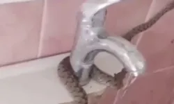 Lavaboya Sıkışan Yılanı Çekiçle Kurtarıp Doğaya Bıraktı