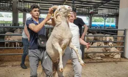 Bursa Kurban Pazarının Gözdesi... 4 Boynuzlu Koçu Görenler Şaşırıyor
