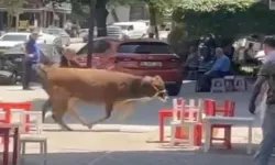 Bursa’da Dana İpi Kopardı, Şehirde Mini Maraton Yaşandı