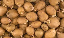 Filizlenen Patates Yenir mi? Filizlenen Patatesi Tüketmenin Zararları Nelerdir?