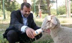 Gürsu’ya Butik Hayvanat Bahçesi Geliyor