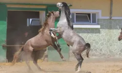 TİGEM’in Efsane Aygırı Baba Mevlüt’ün Sperması Yok Satıyor