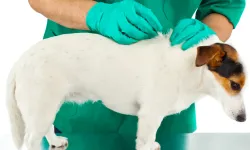Hayvanlardaki Pire Sorunu Nasıl Kökten Çözülür? Etkili Yöntemler Nelerdir?