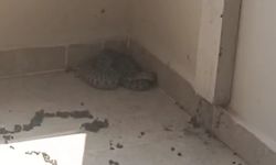 İnegöl'de eve giren yılan paniğe neden oldu