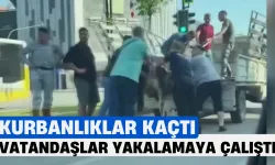 İnegöl’de Kurbanlıklar Kaçtı, Vatandaşlar Yakalamaya Çalıştı