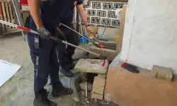 İnegöl’de Yılan Sanılan Hayvan Oluklu Kertenkele Çıktı