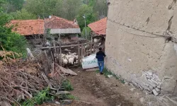 Domaniç'te Kurtlar Ağıla Saldırdı: 25 Koyun Telef Oldu