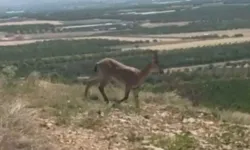 Malatya’da Nesli Tükenme Tehlikesindeki Yaban Keçileri Sürü Halinde Görüntülendi