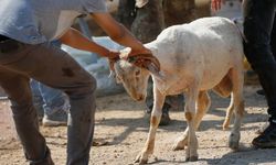 Aldığı Kurbanlık Ayıplı Çıkan Vatandaş, Manevi Tazminat Talep Edebilir!