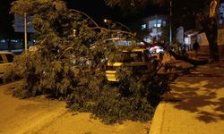 Park halindeki otomobilin üzerine ağaç devrildi