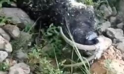 Sürünün üzerine yıldırım düştü: 8 koyun telef oldu, çoban yaralandı