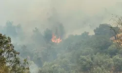 Aydın'da Tarla Yangını Ormana Sıçradı! Müdahale Sürüyor