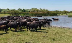 Afrika savanasını andıran görüntüler Bursa'dan