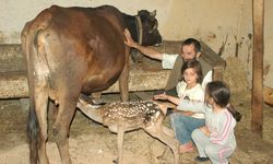 İnegöl Bahçekaya'da Annesi Ölen  Ceylana İnek Annelik Yapıyor