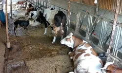 Balıkesir’de inek doğurdu, buzağısına kavuşmak için saatlerce mücadele etti