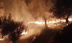 Balıkesir'de zeytinlik alanda çıkan yangına ekipler müdahale ediyor