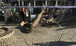 Beşiktaş'ta kaldırımda giden 3 kişinin üzerine ağaç devrildi