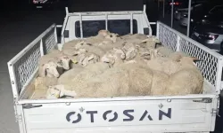 Hayvan Pazarlığı Hırsızlığa Dönüştü: 32 Küçükbaş Hayvanla Kaçan Şüpheliler Yakalandı