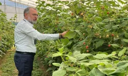 Kestel’den Sırbistan’a Tarım Köprüsü: Ahududu İçin Uluslararası İş Birliği Başlatıldı