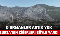 O Ormanlar Artık Yok: Bursa’nın Ciğerleri Böyle Yandı