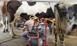 TÜSEDAD'dan Ortak Süt Maliyeti Hamlesi! Tüm STK’lara Çağrı Yapıldı