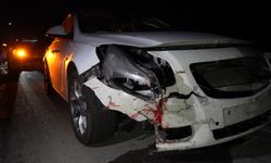 Gümüşhane’de otomobilin çarptığı ayı telef oldu