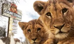 Antalya’da hayvan parkından kaçan aslan Zeus, bir kişiyi ağır yaraladı