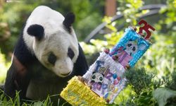 Meksika'da dev panda Xin Xin'in 35’inci doğum günü kutlandı