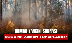 ORMAN YANGININDAN SONRA DOĞA NE KADAR SÜREDE ESKİ HALİNE DÖNEBİLİR, YENİDEN YEŞERME SÜRECİ NASIL İLERLER?