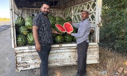 Suruç Ovası'nda yerli karpuzun ilk hasadı buruk başladı