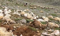 Tunceli'de yıldırım isabet eden 200 koyun telef oldu