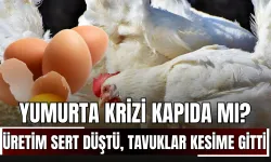 Yumurta krizi kapıda mı? Üretim sert düştü, tavuklar kesime gitti!
